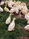 🦆  Pekin Duck (Webbed Foot Pines) FRESH $13/lb - deposit