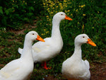 🦆  Pekin Duck (Webbed Foot Pines) FRESH $13/lb - deposit
