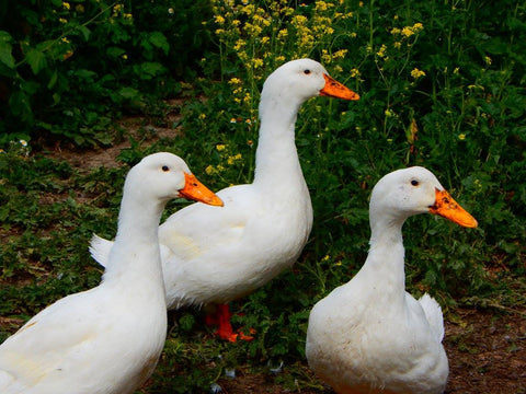 🦆  Pekin Duck (Webbed Foot Pines) FRESH $13/lb - deposit