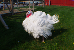 🦃   Broad Breasted White Turkey (Webbed Foot Pines) FRESH ~deposit