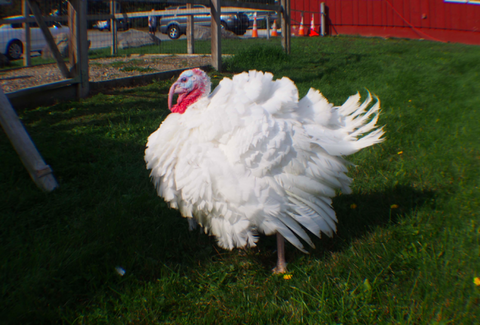 🦃   Broad Breasted White Turkey (Webbed Foot Pines) FRESH ~deposit