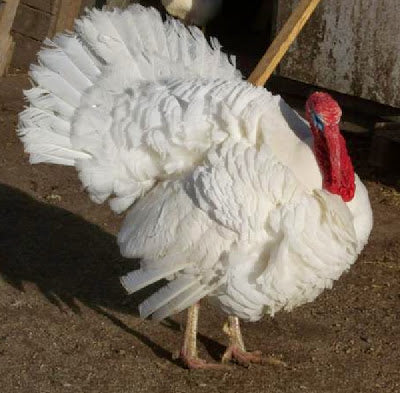 🦃 Broad Breasted White Turkey (Ernst Farm) FRESH ~ deposit