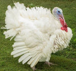 🦃 Broad Breasted White Turkey (Sunnyside) $7.25/lb ~ FROZEN